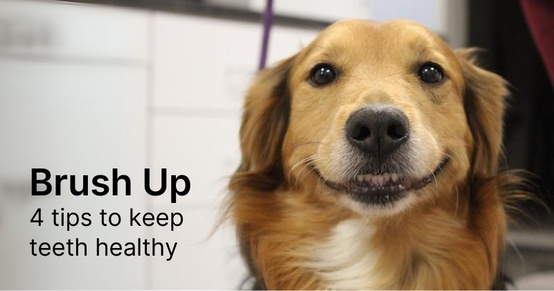 Brush Up on Your Pet’s Dental Health