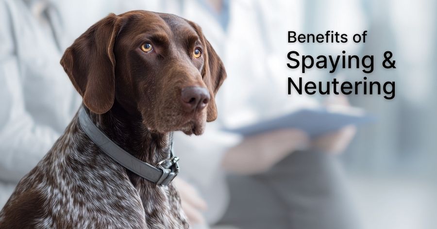 Why Spaying and Neutering Matters