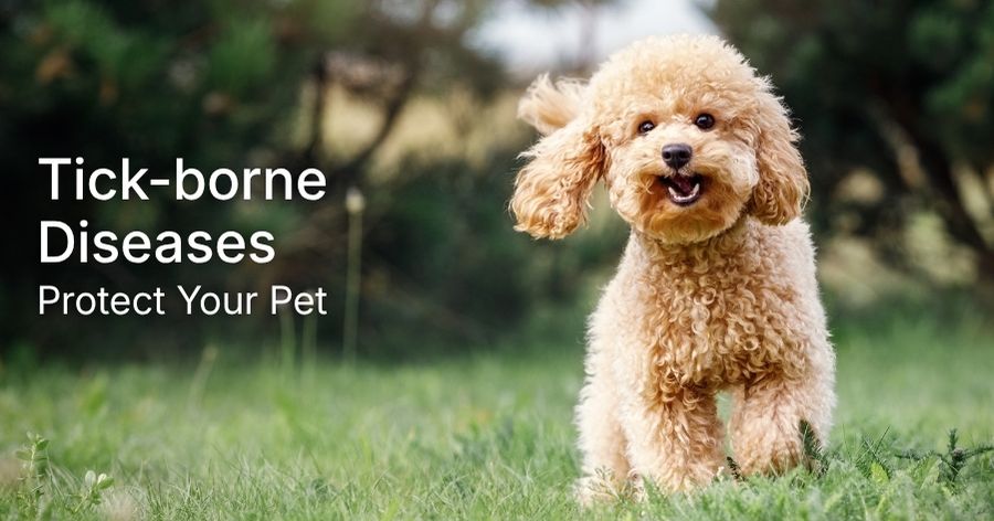 Tick-Borne Disease Risk in Omaha Pets