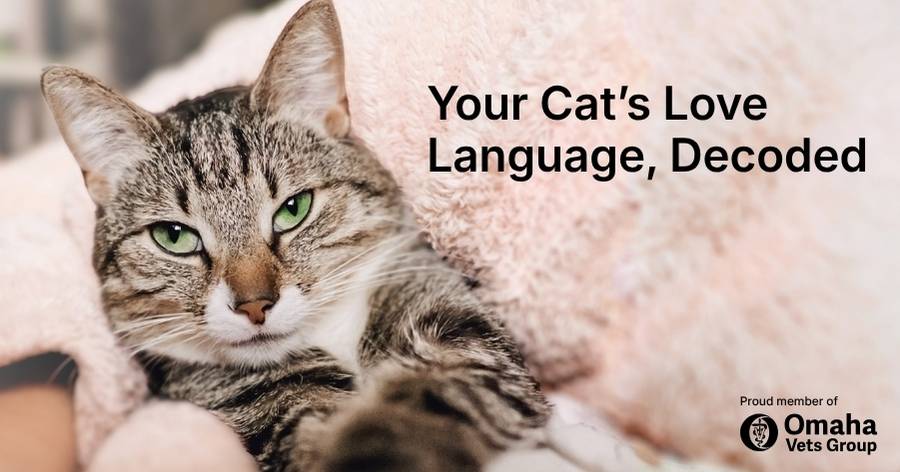 How to Show Your Cat Love and Affection