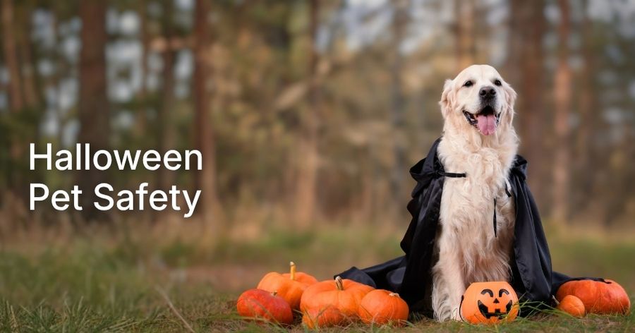 Halloween Pet Safety Guide