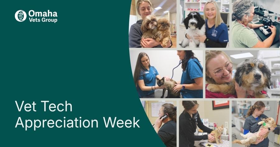 Celebrating the Heart of Veterinary Medicine: Our Veterinary Technicians