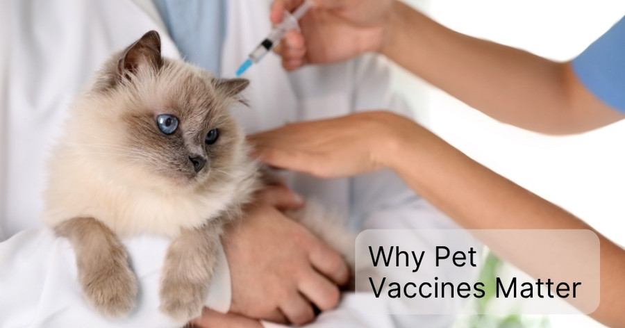 Why Pet Vaccines Matter