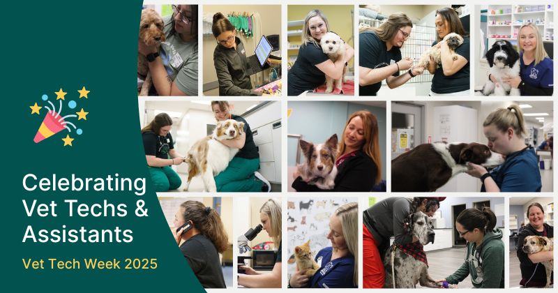 Celebrating the Compassion of Veterinary Technicians