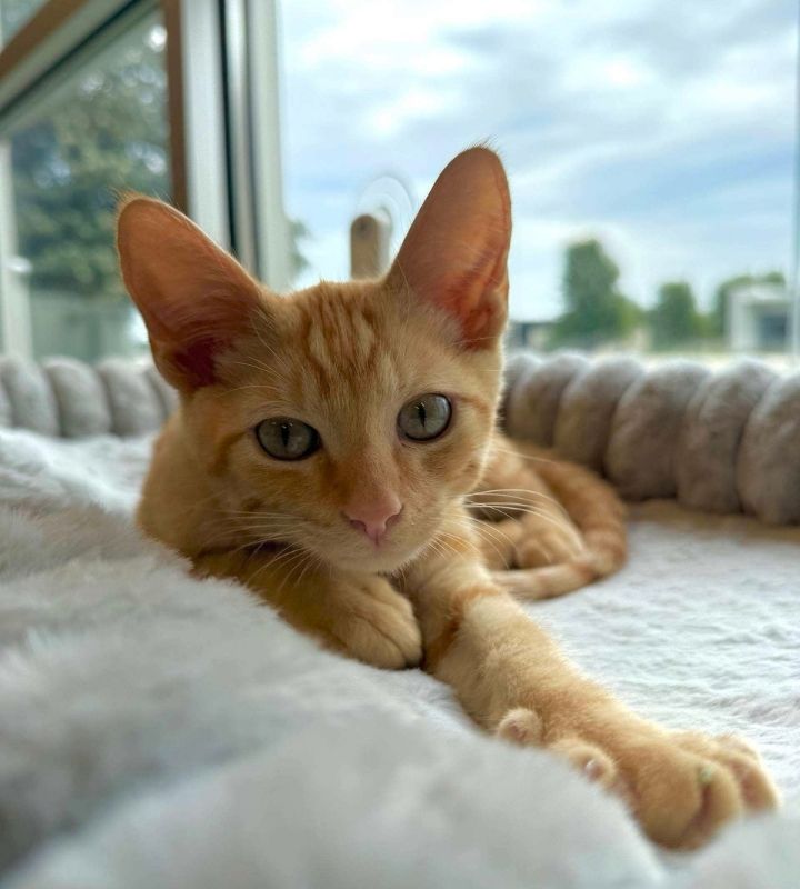 Rigatoni, Clinic Cat at Skyline Veterinary Clinic