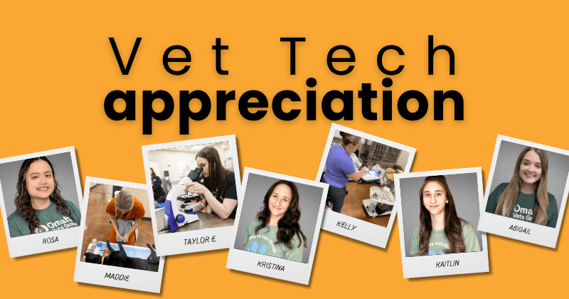 A Day in the Life of a Licensed Veterinary Technician