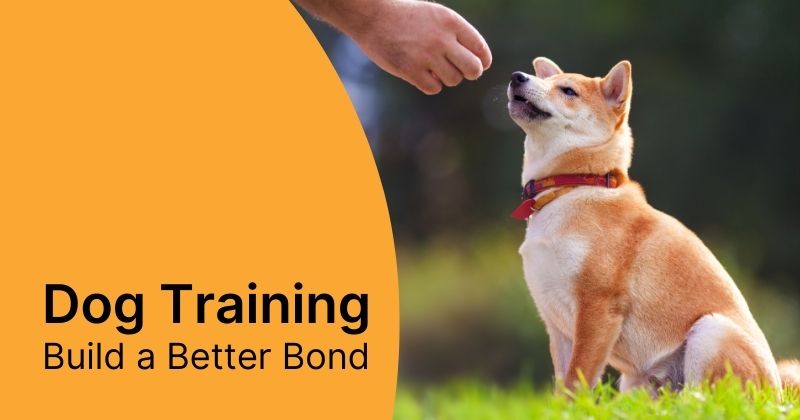 Dog Training Tips and Tricks