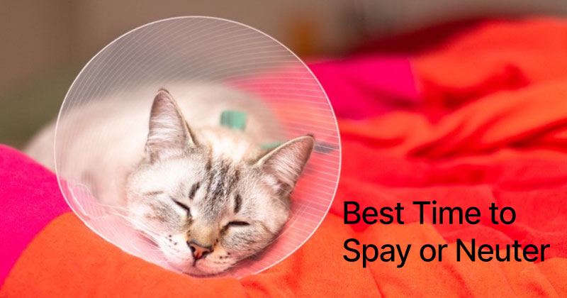 Best Time to Spay or Neuter a Cat