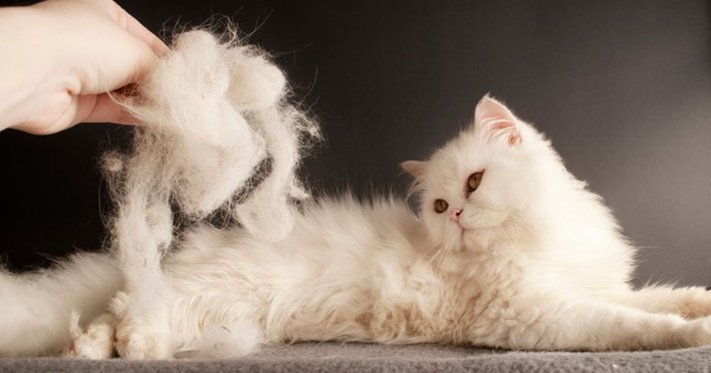 Reasons Your Cat's Hair is Falling Out