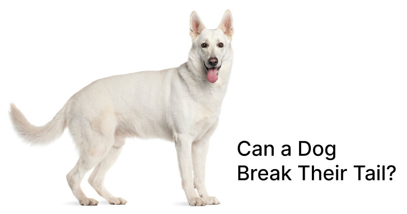 Can a Dog Break Their Tail?